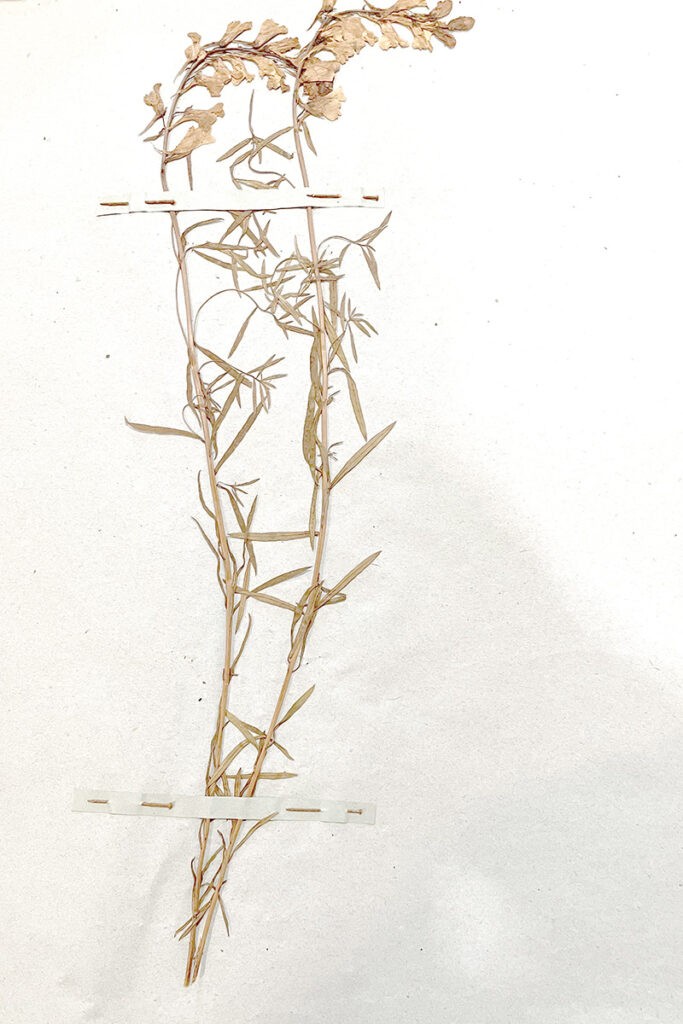 La Limaria vulgaris ou limaire commune, recueillie à Guérigny « Ile aux bois », à proximite » du Musée Forges et Marines, le 8 juillet 1883.
