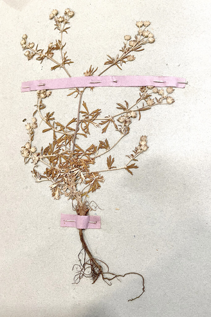 La Pontentilla argentea ou Potentille argentée recueillie à Guérigny, lieudit le Briou (aujourd’hui le stade), le 6 juin 1884.